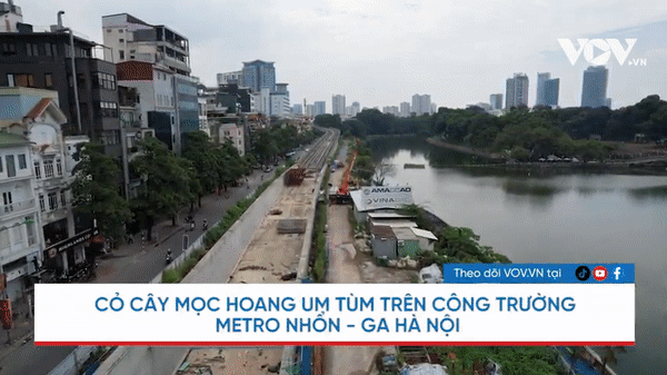 Cỏ cây mọc hoang um tùm trên công trường Metro Nhổn - Ga Hà Nội