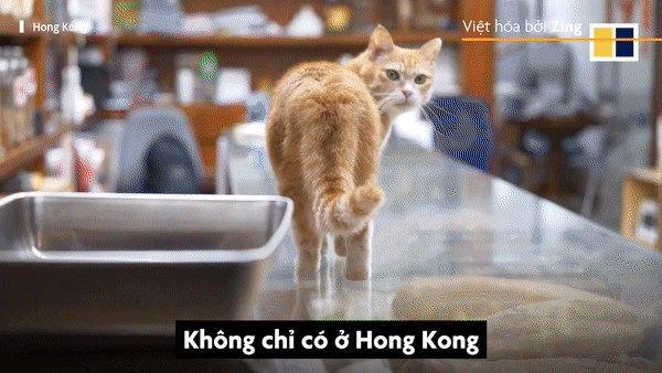Văn hóa mèo tại Hong Kong