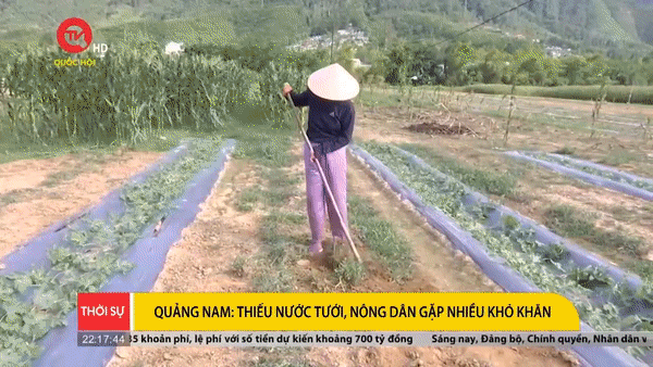 Quảng Nam: Thiếu nước tưới, nông dân gặp nhiều khó khăn