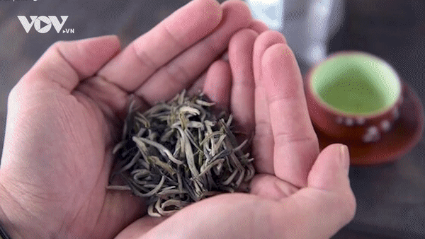 Chè tổ cổ thụ giá 20 triệu đồng/kg có gì đặc biệt?