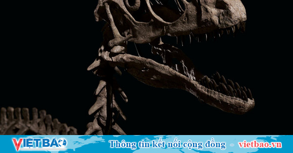 Hóa thạch khủng long tạo cảm hứng phim 'Công viên kỷ Jura' được đấu giá hơn 12 triệu USD