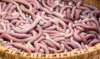 Phát triển thế mạnh loài “sâm đất”