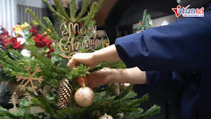 Ngắm thông Noel cao 2 tầng nhà, giá hơn trăm triệu
