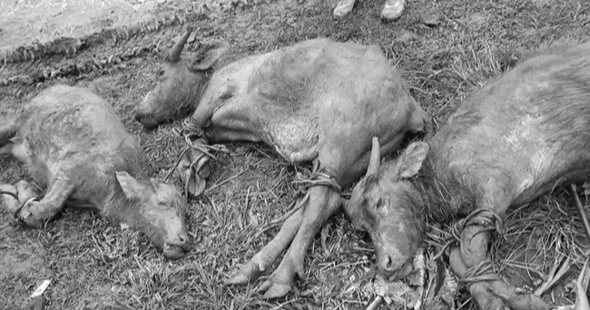 Gần 3.000 con gia súc bị chết trong đợt mưa rét kỷ lục
