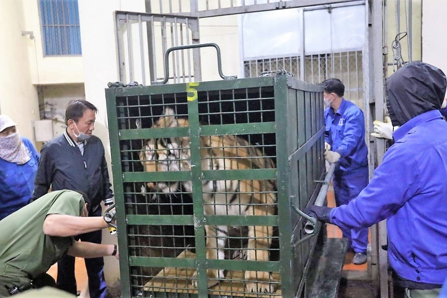 Thông tin mới nhất vụ 17 cá thể hổ trưởng thành được 'giải cứu' ở Nghệ An