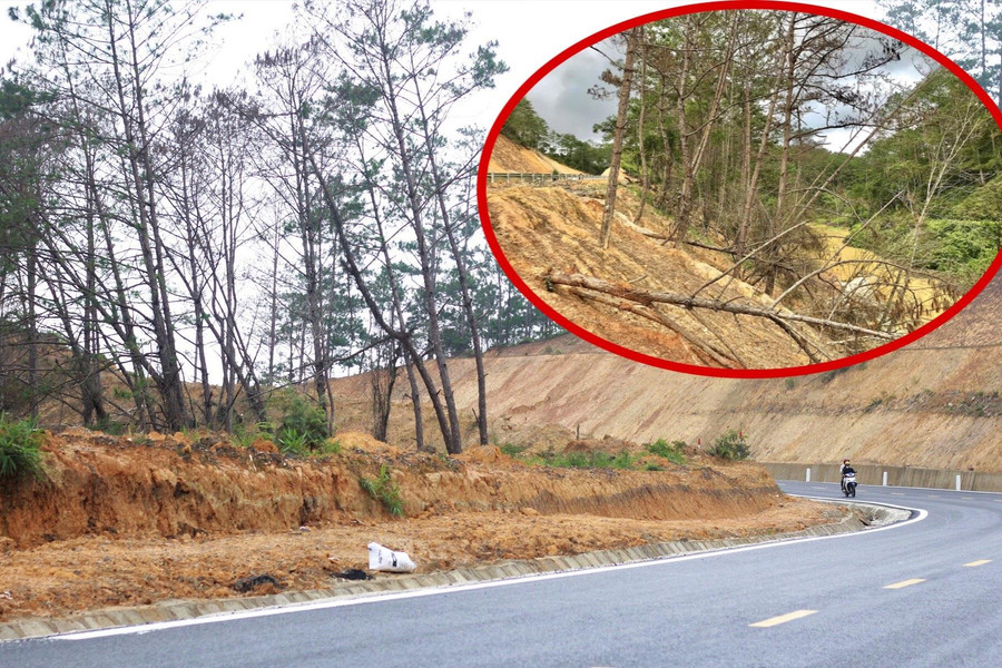 Ảnh: Hàng loạt cây rừng dọc dự án quốc lộ 24 chết khô