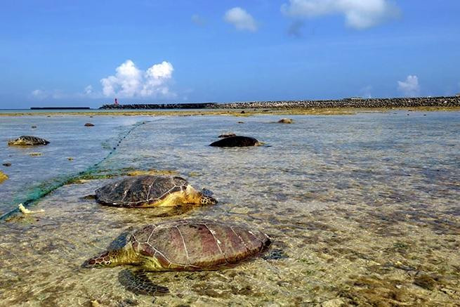 Hàng loạt rùa biển bị đâm chết, nằm la liệt bờ biển Nhật Bản