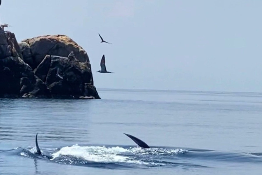 Cá voi xanh lần đầu tiên xuất hiện ở biển Đề Gi - Bình Định