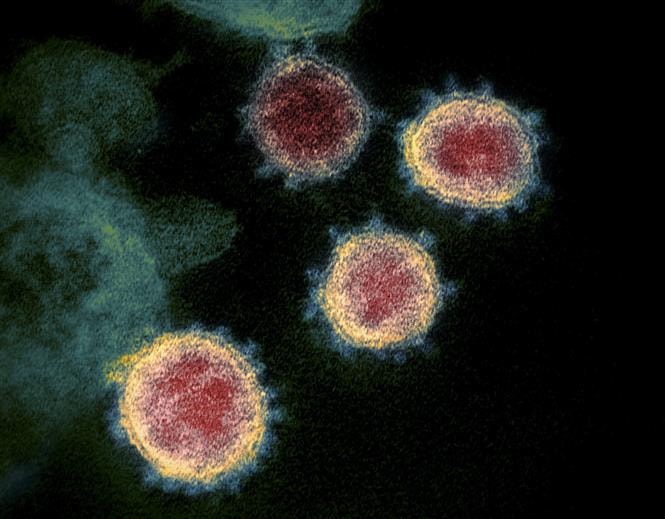 Hơn 65.000 người nhiễm virus giống chủng SARS-CoV ở Đông Nam Á mỗi năm