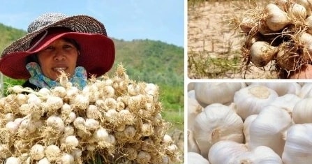 11 đề cử ẩm thực, đặc sản Việt Nam xác lập kỷ lục châu Á