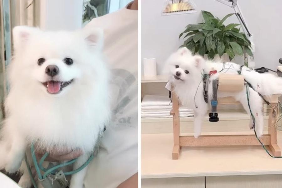 Lái xe hàng nghìn cây số tìm bác sĩ, chi tiền 'không tiếc tay' chữa bệnh cho thú cưng