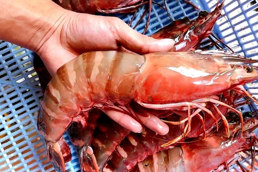 Đắt hơn tôm hùm, gần 3 triệu/kg, khách ăn 'bon mồm' chờ mua bằng được