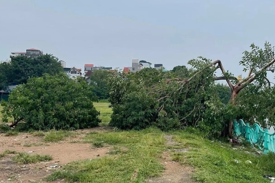 Sẽ trồng 'cây cô đơn' mới ở Hồ Tây thay thế cây bị gãy