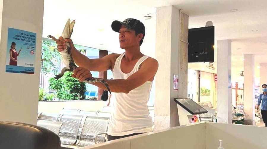 Người đàn ông cầm con cá sấu đi dọc hành lang bệnh viện