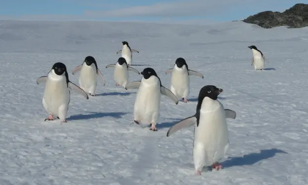 Số lượng chim cánh cụt Adelie ở Nam Cực đang giảm nhanh chóng