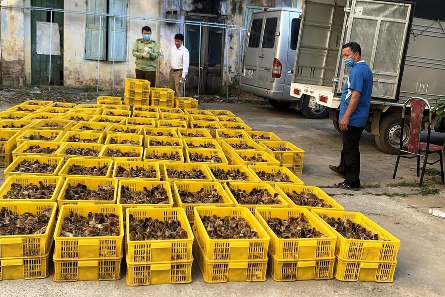 Báo động dịch bệnh lây truyền từ động vật
