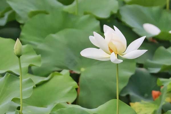 3 con giáp nữ mang số mệnh phượng hoàng, chồng giàu sang, con thành tài
