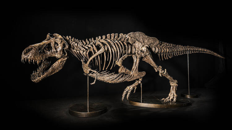 Christie's hủy đấu giá hóa thạch bộ xương khủng long T-rex ở Hong Kong