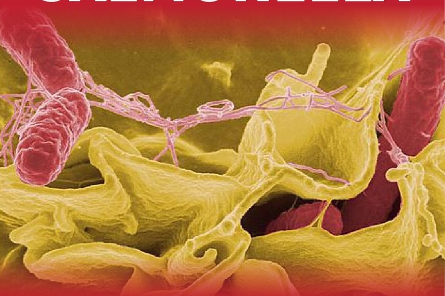 [Infographics] Những điều cần biết về vi khuẩn Salmonella