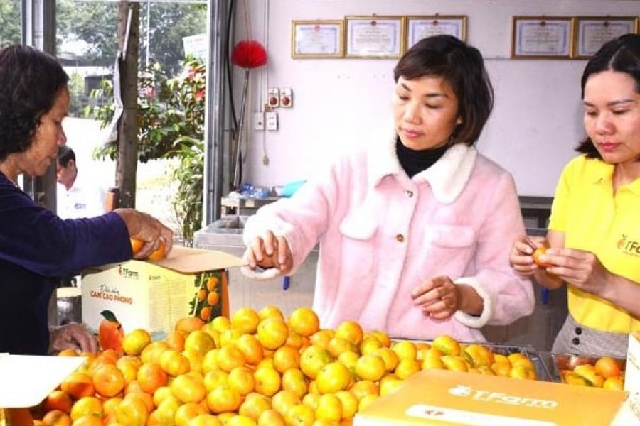 Trên 200 gian hàng tham gia Lễ hội cam Cao Phong năm 2022