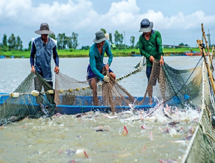 Lễ hội cá tra lần đầu tiên sắp tổ chức tại Đồng Tháp