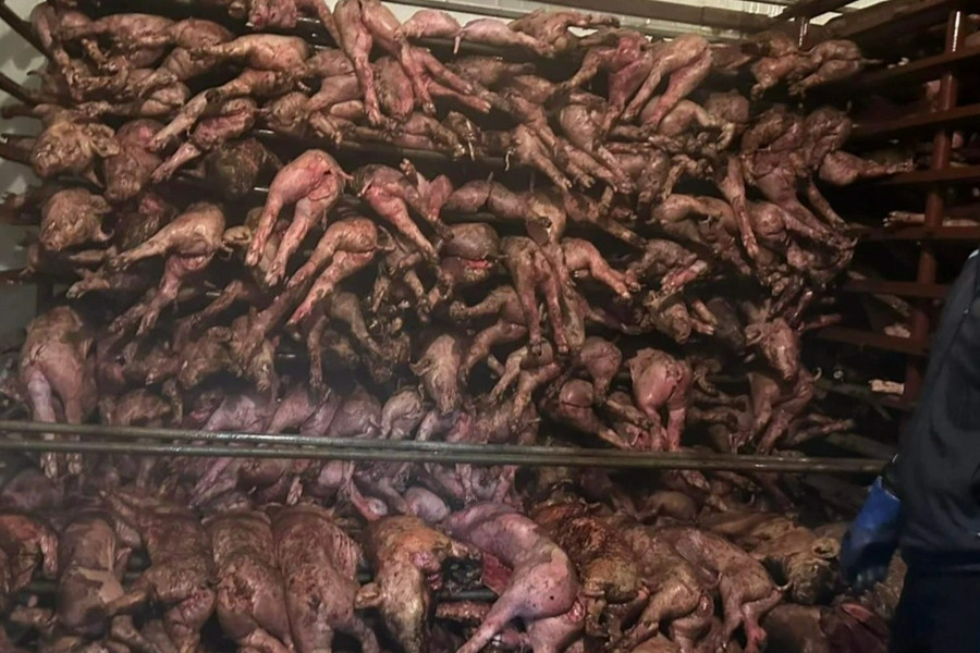 Trang trại bốc cháy, hơn 1.000 con lợn bị lửa thiêu sống