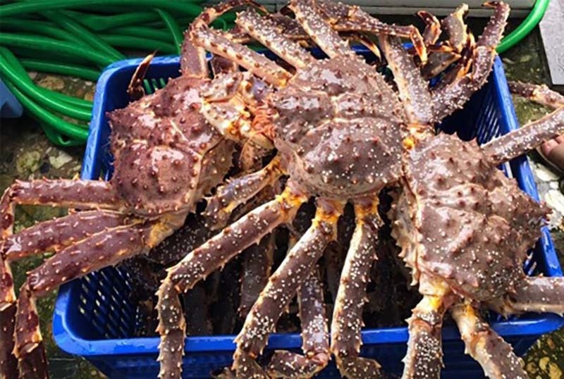 Cua hoàng đế, ốc vòi voi đắt khách dịp Tết