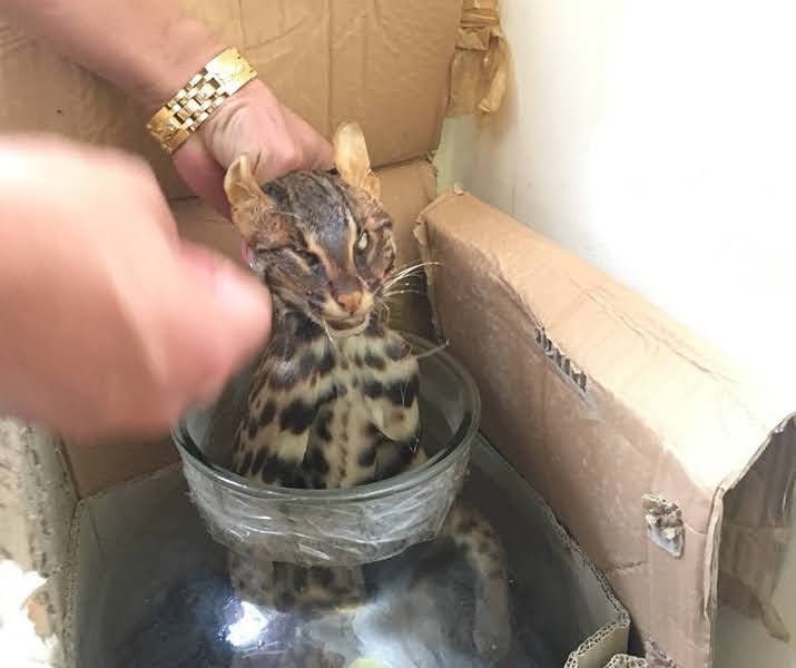Sốc với những hũ rượu tàn nhẫn "ngâm cả con" dịp Tết Nguyên đán