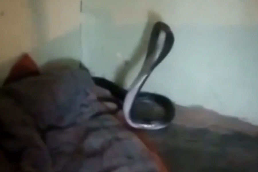 Chàng trai chết lặng khi nhận ra ngủ cả đêm với rắn hổ mang mà không biết