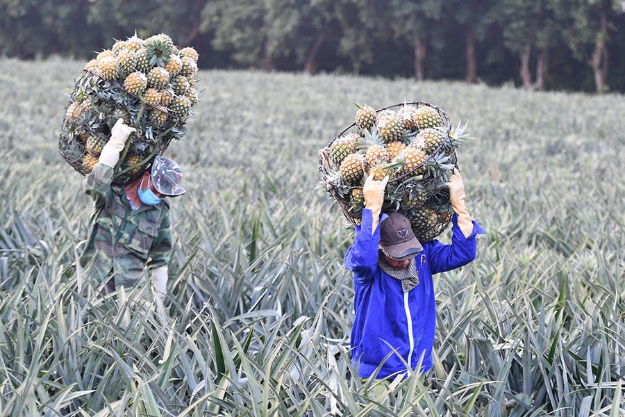 Sải bước ra thế giới, xuất khẩu rau quả tự tin lập kỷ lục mới