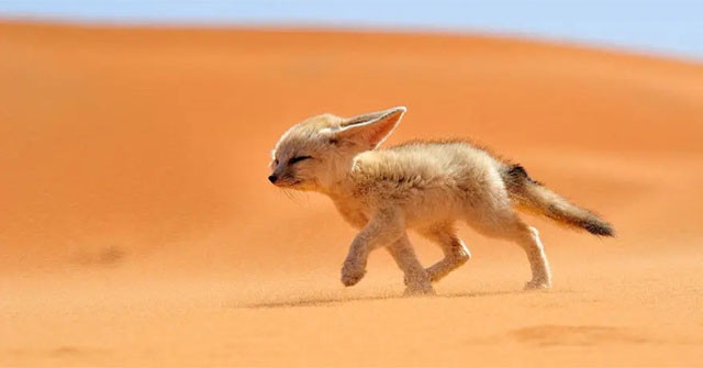 Không cần uống nước, đây là loài vật có thể sống tốt trên sa mạc