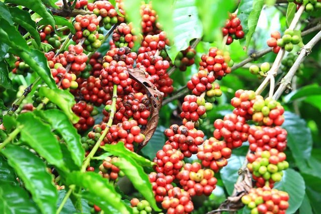 Giá cà phê nội địa tăng mạnh