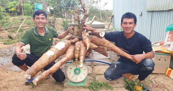 Độc lạ: Củ mì siêu to khổng lồ, nặng gần 70 kg ở Kon Tum
