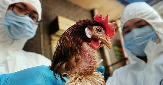 TPHCM giám sát chặt người nhập cảnh từ vùng có dịch H5N1