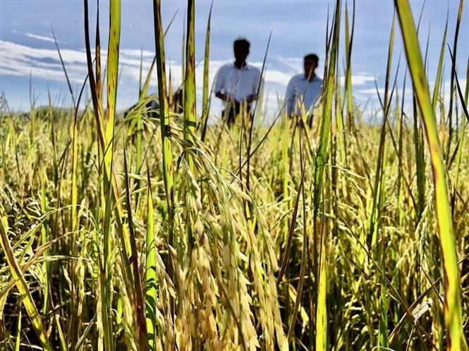Na Uy tài trợ Việt Nam nghiên cứu lai tạo giống lúa năng suất cao