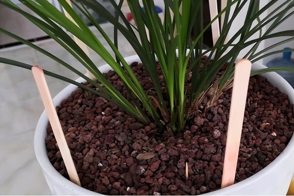 Cắm đũa vào chậu cây cảnh giải quyết 5 vấn đề lớn trong trồng hoa, người "tay mới" thường không biết