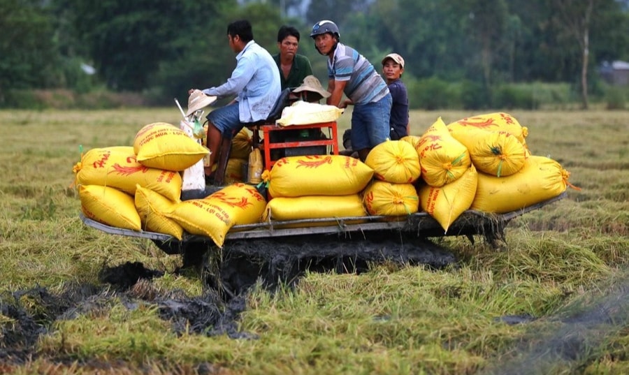 Bán gạo giá cao cho Mỹ, châu Âu, nông dân làm chủ những cánh đồng triệu đô