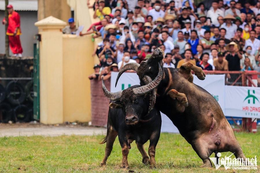 Hội hè, xin đừng giết những chú trâu vô địch