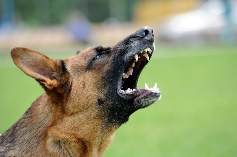 Cà Mau đã ghi nhận 7 ổ dịch chó dại
