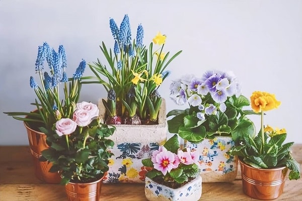 4 loại nước "thần dược" với cây cảnh, 7 ngày tưới 1 lần giúp lá xanh, hoa thắm, nở bung chậu