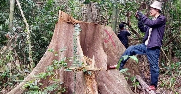 Vì sao chưa khởi tố vụ đốn hạ cây rừng phòng hộ ở Bình Định?