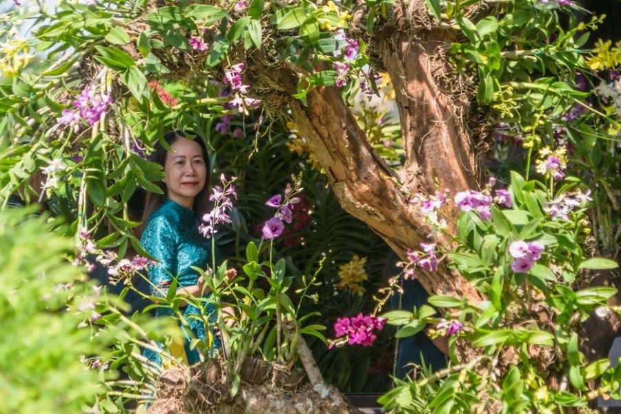 Mở cửa miễn phí Đại nội Huế 3 đêm để du khách xem triển lãm cây kiểng, phong lan