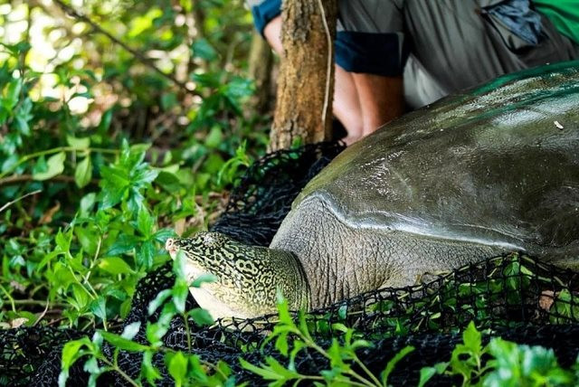 Việt Nam còn bao nhiêu cá thể rùa Hoàn Kiếm để bảo tồn?