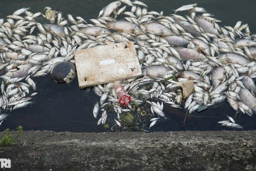 Cá chết hàng loạt nổi trắng ở hồ điều hòa lớn nhất thành phố Hà Tĩnh
