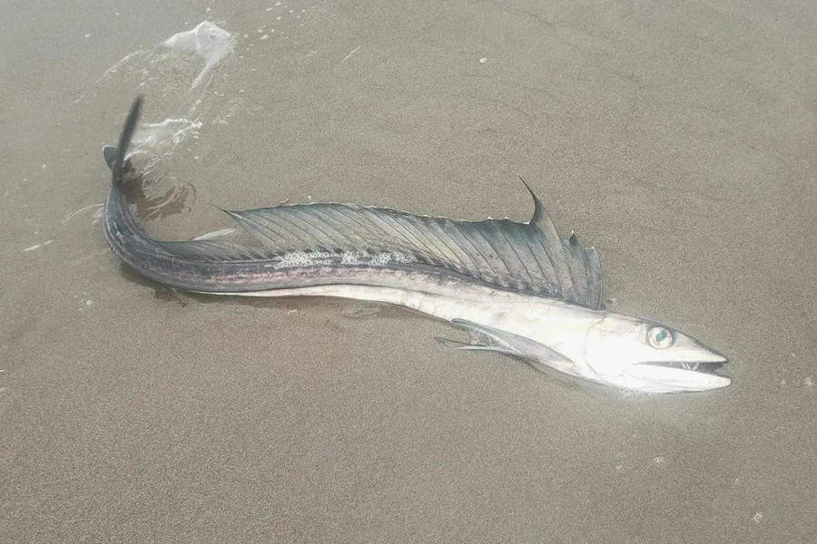 Cá ăn thịt người trôi dạt vào bờ biển Mỹ