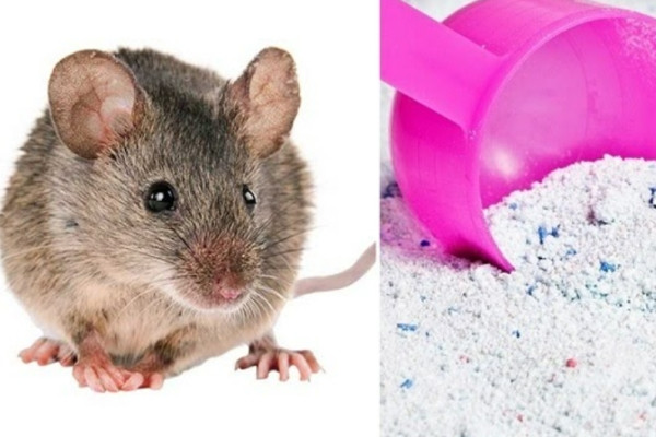 Cách diệt gián, chuột hiệu quả bằng bột giặt