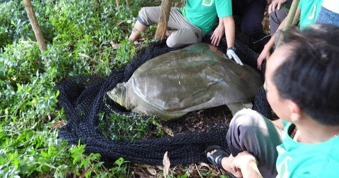 Lấy mẫu xét nghiệm tìm nguyên nhân rùa nặng gần 100kg chết ở hồ Đồng Mô