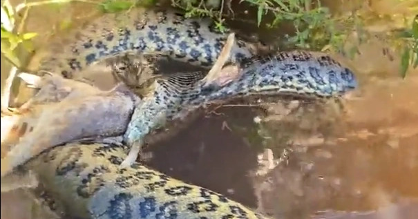 Trăn anaconda thiệt mạng vì ăn nhầm con mồi "khó xơi"