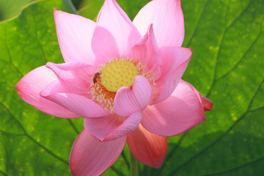 Chiêm ngưỡng sắc hồng mùa sen ở làng quê xứ Huế