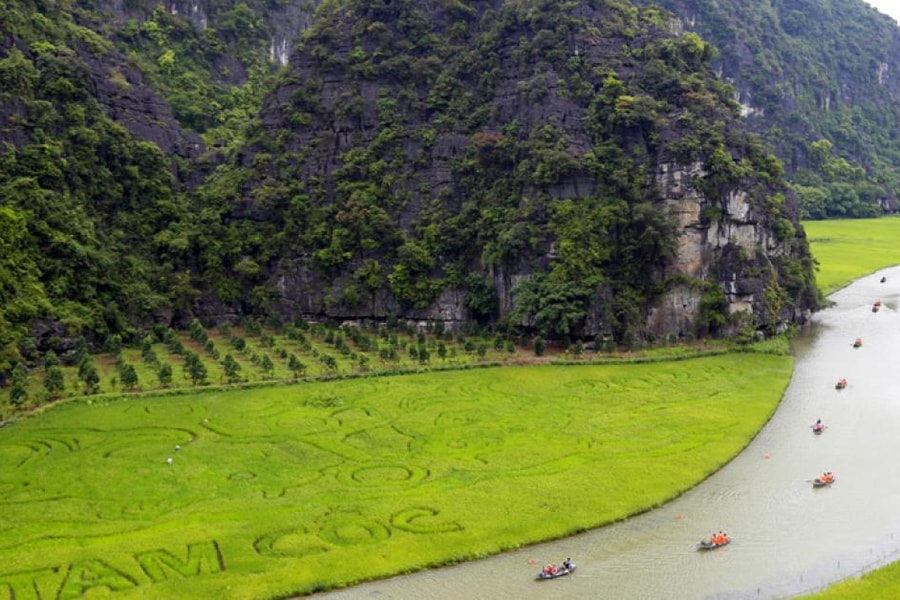 Vài ngày nữa, cánh đồng lúa Tam Cốc sẽ tuyệt đẹp